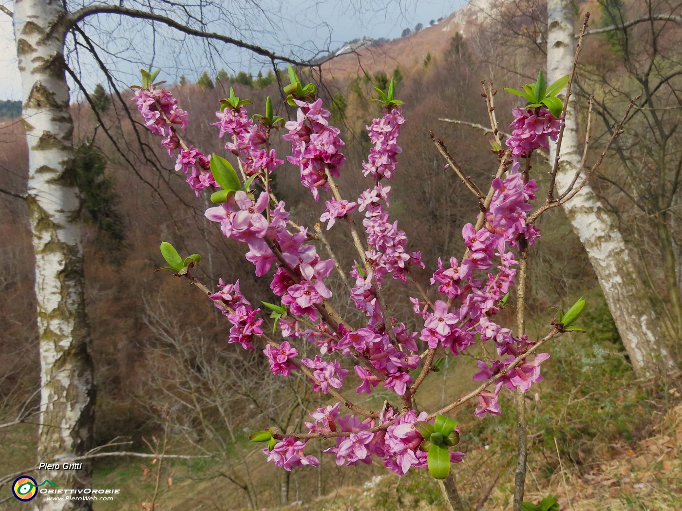 74 Daphne mezereum (Fior di stecco).JPG